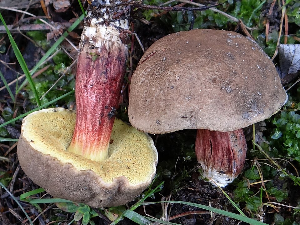 Podgrzybek złotawy (Xerocomellus chrysenteron)