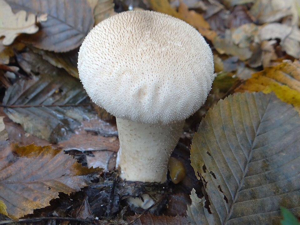 Purchawka chropowata (Lycoperdon perlatum)