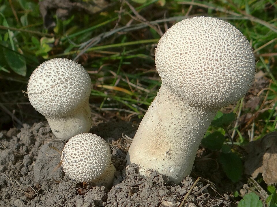 Purchawka workowata (Lycoperdon excipuliforme)