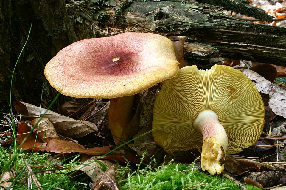 Rycerzyk czerwonozłoty (Tricholomopsis rutilans)
