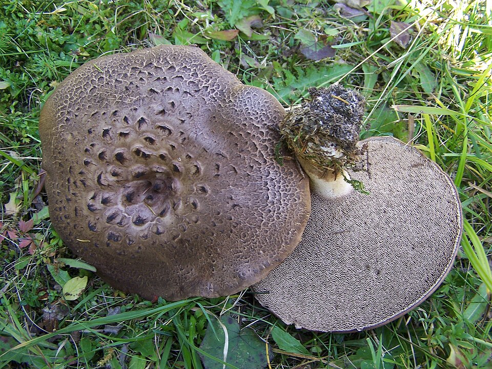 Sarniak dachówkowaty (Sarcodon imbricatus)