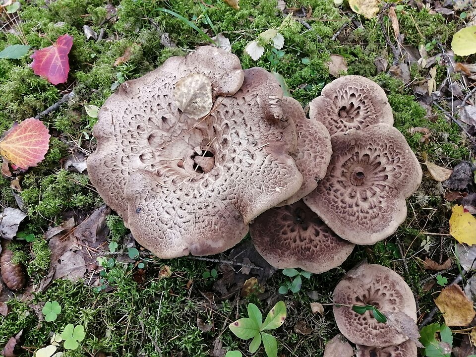 Sarniak sosnowy (Sarcodon squamosus)