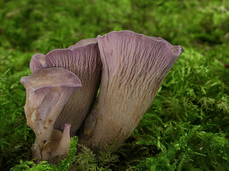 Siatkoblaszek maczugowaty (Gomphus clavatus)