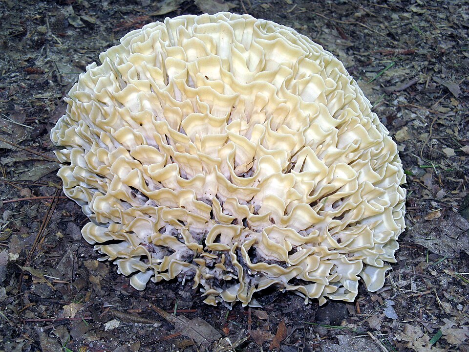 Siedzuń dębowy (Sparassis brevipes)