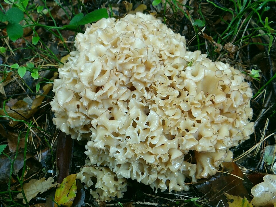 Siedzuń sosnowy (Sparassis crispa)