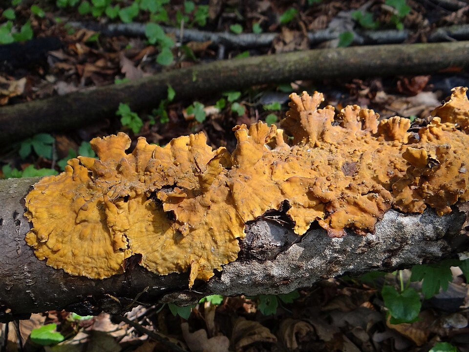Skórnik szorstki (Stereum hirsutum)