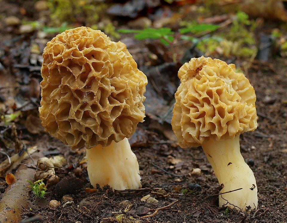 Smardz jadalny (Morchella esculenta)