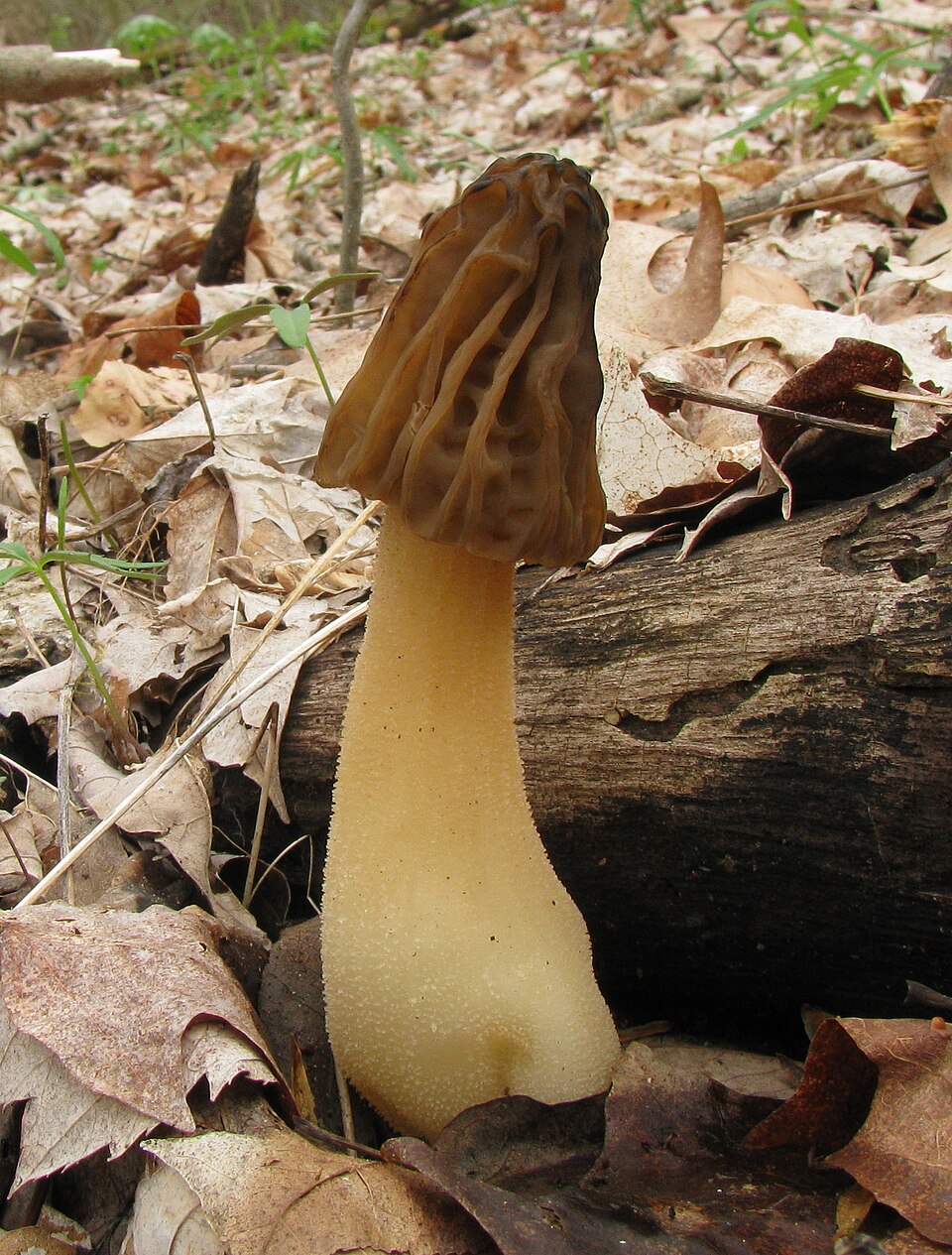 Smardz półwolny (Morchella semilibera)