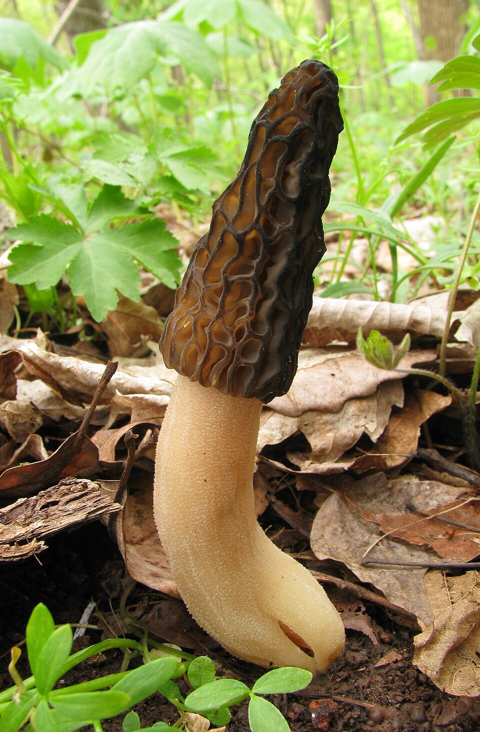 Smardz wyniosły (Morchella elata)