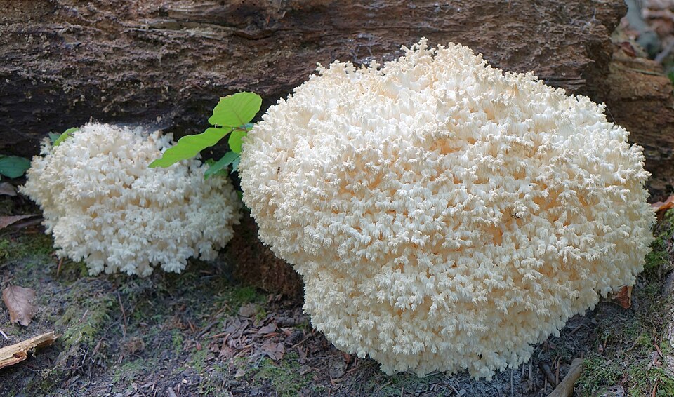 Soplówka bukowa (Hericium coralloides)