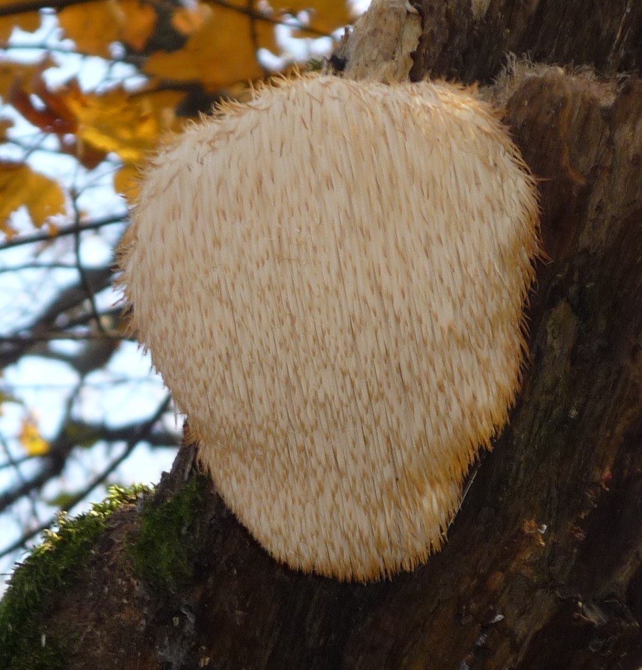 Soplówka jeżowata (Hericium erinaceus)