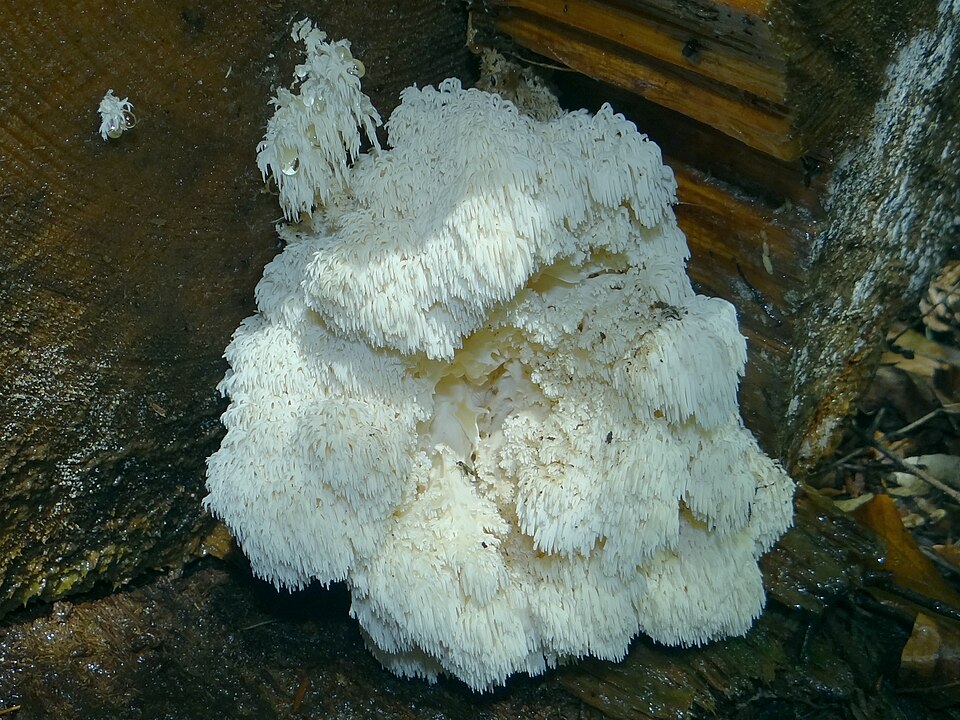 Soplówka jodłowa (Hericium flagellum)