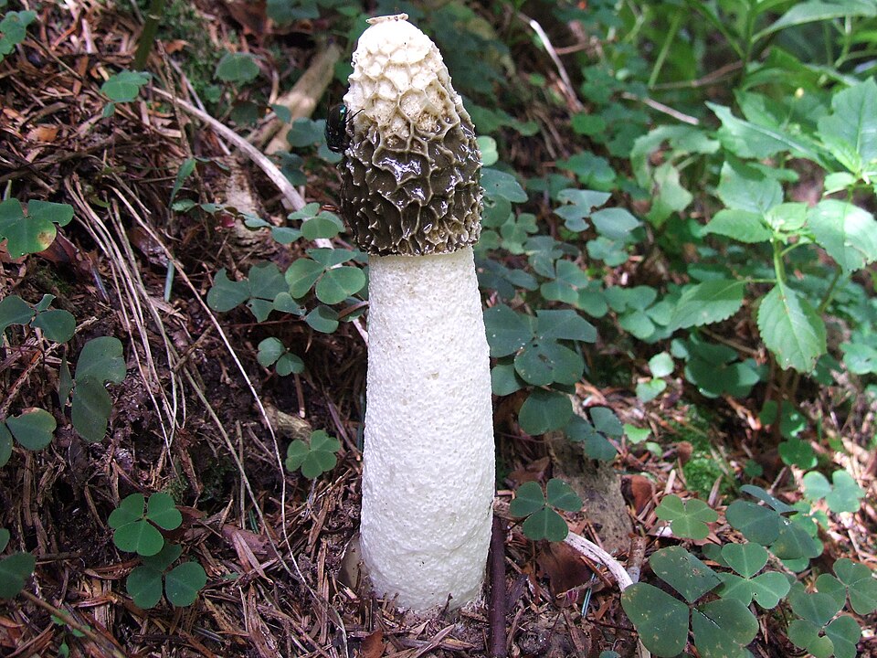 Sromotnik smrodliwy (Phallus impudicus)