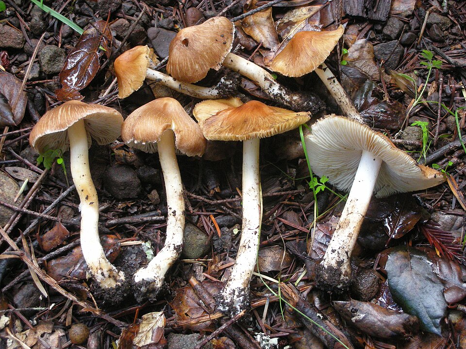 Strzępiak porysowany (Pseudosperma rimosum)