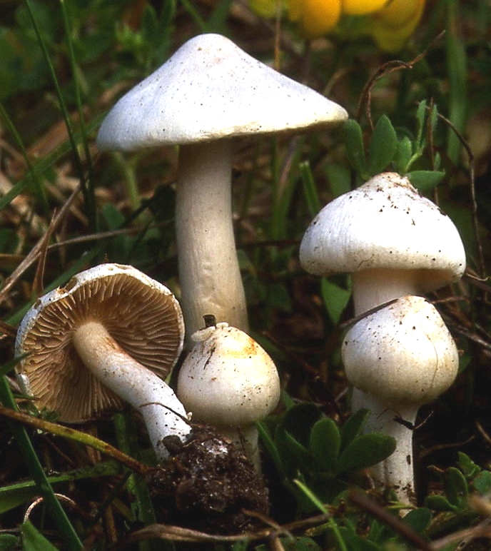 Strzępiak ziemistoblaszkowy (Inocybe geophylla)
