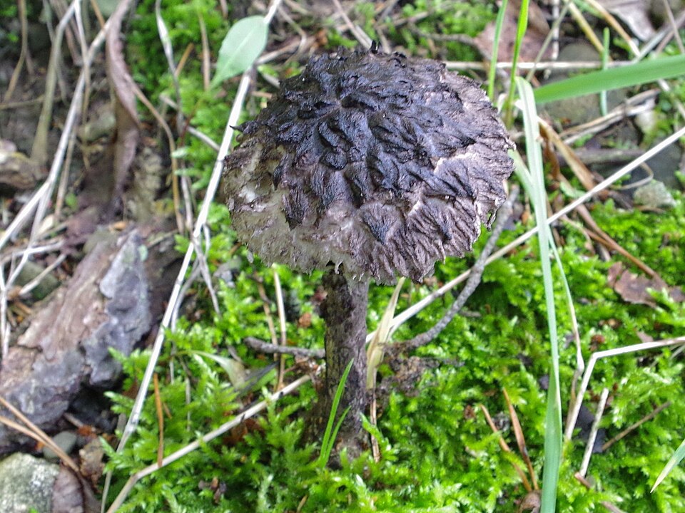 Szyszkowiec łuskowaty (Strobilomyces strobilaceus)