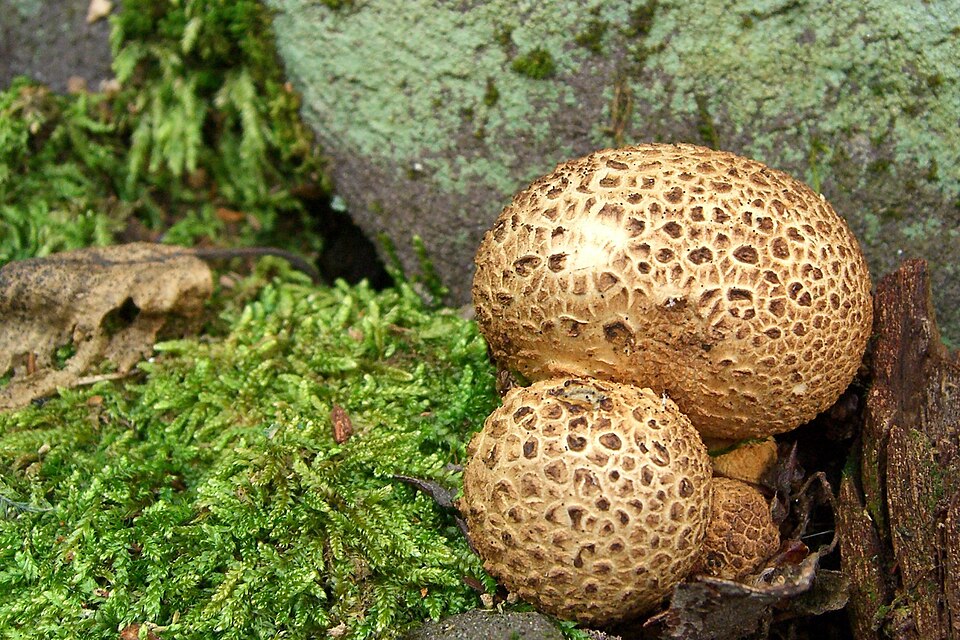 Tęgoskór cytrynowy (Scleroderma citrinum)