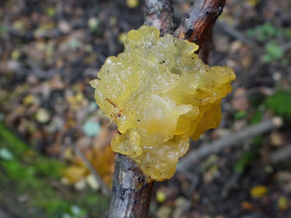 Trzęsak pomarańczowożółty (Tremella mesenterica)