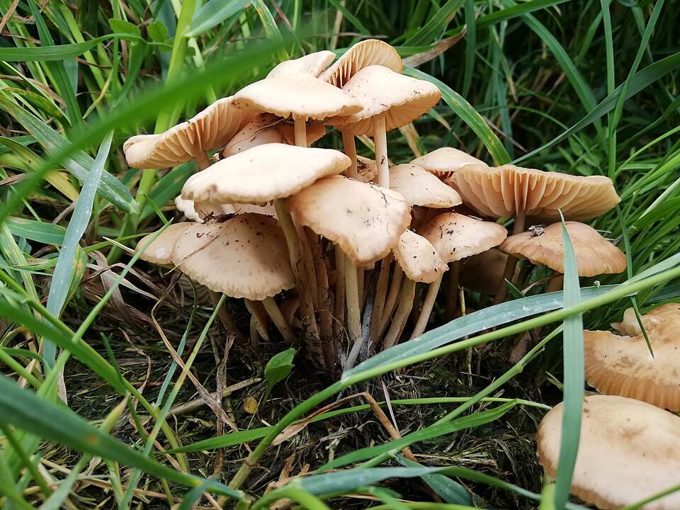 Twardzioszek przydrożny (Marasmius oreades)