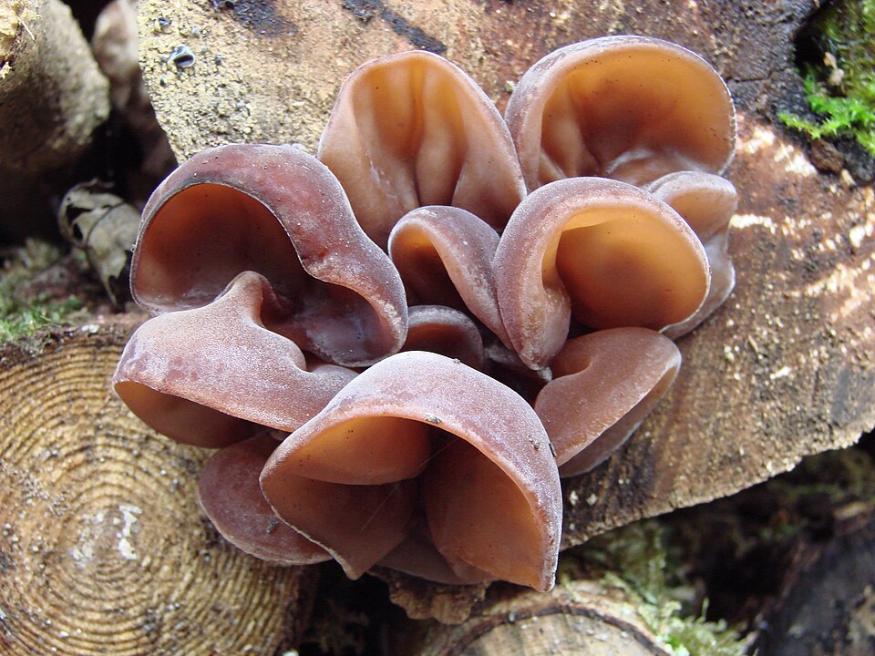 Uszak bzowy (Auricularia auricula-judae)
