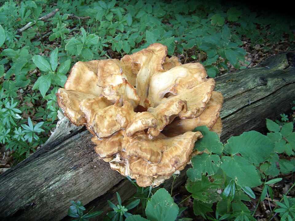 Wachlarzowiec olbrzymi (Meripilus giganteus)