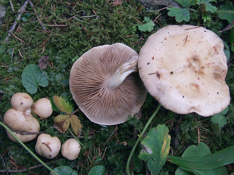 Włośnianka rosista (Hebeloma crustuliniforme)