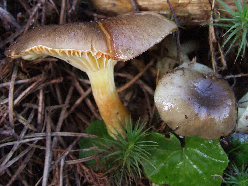 Wodnicha późna (Hygrophorus hypothejus)