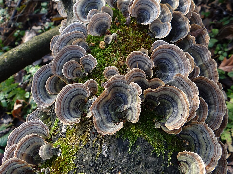 Wrośniak różnobarwny (Trametes versicolor)