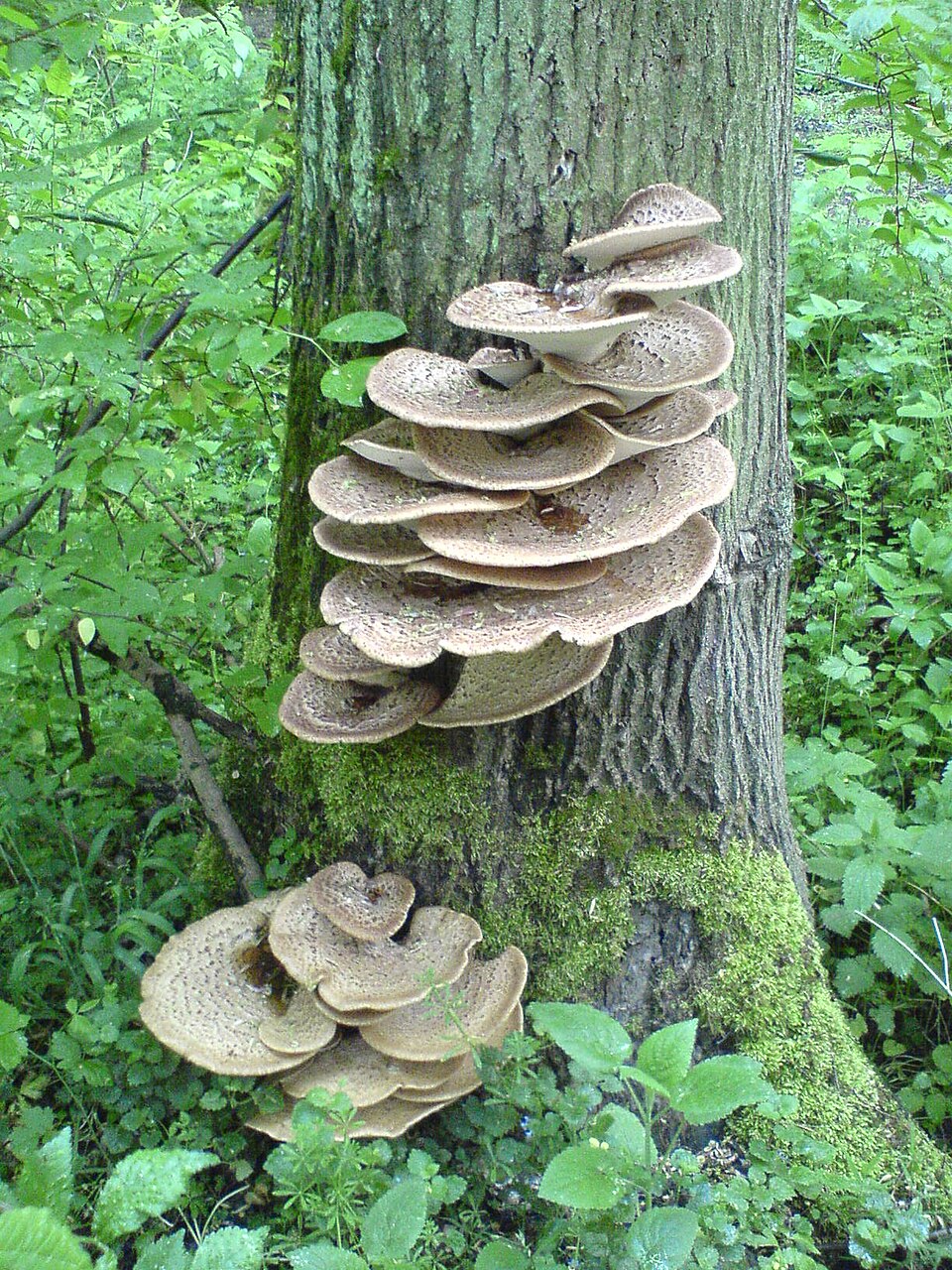 Żagiew łuskowata (Cerioporus squamosus)