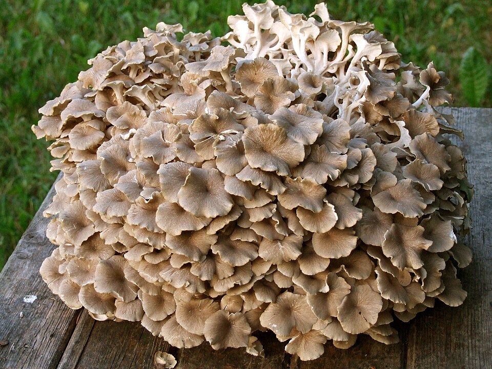 Żagiew wielogłowa (Polyporus umbellatus)