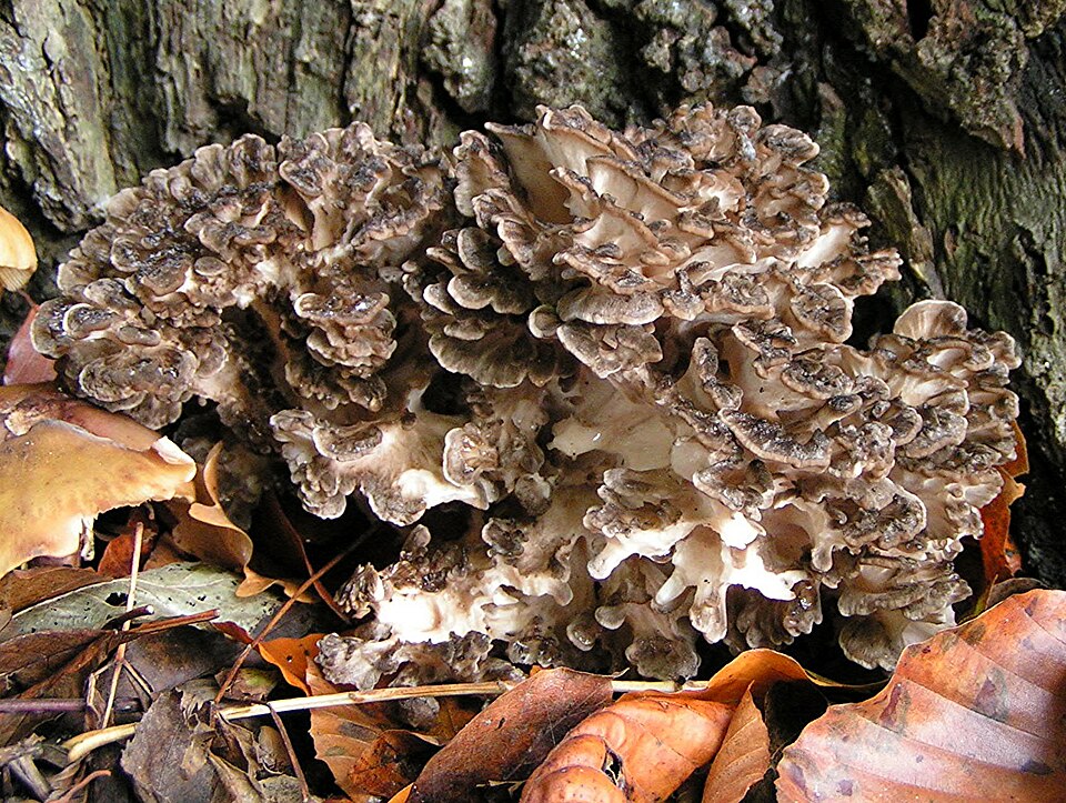 Żagwica listkowata (Grifola frondosa)