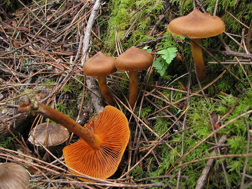 Zasłonak cynamonowy (Cortinarius cinnamomeus)
