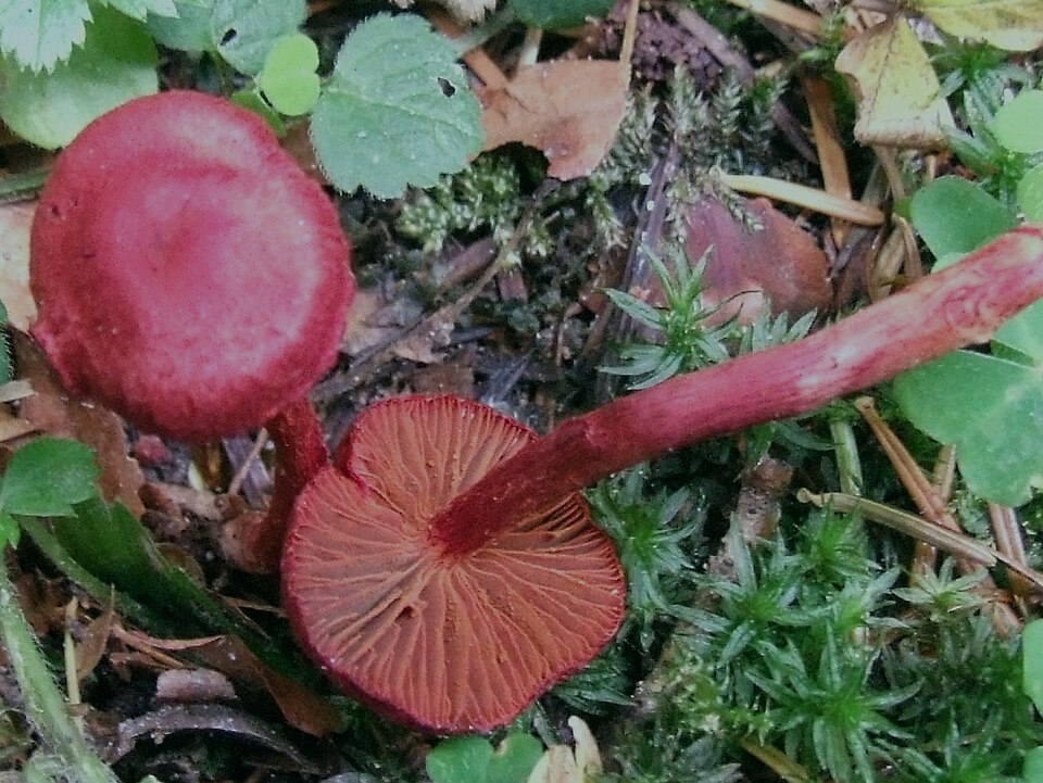 Zasłonak krwisty (Cortinarius sanguineus)