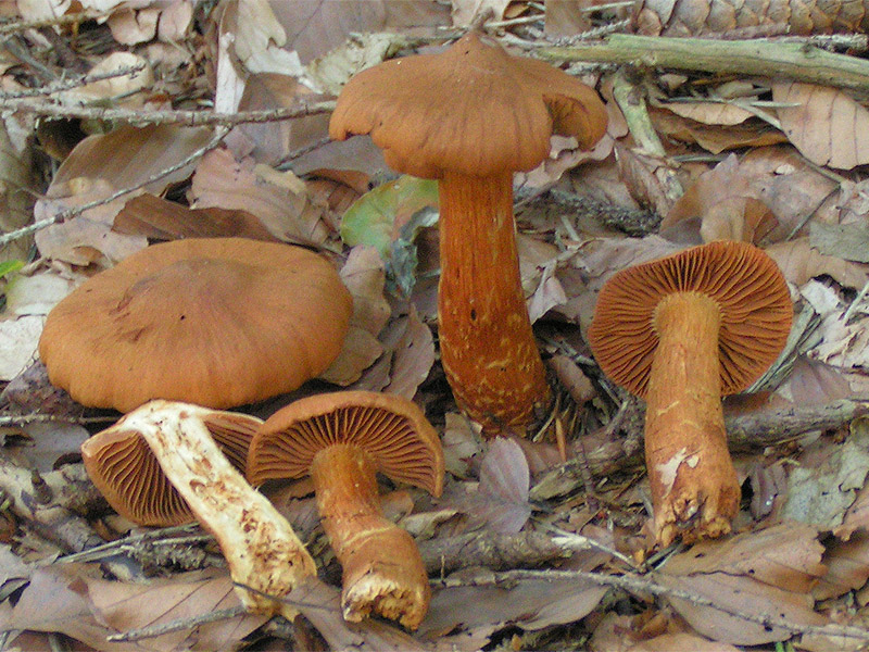Zasłonak rudawy (Cortinarius rubellus)