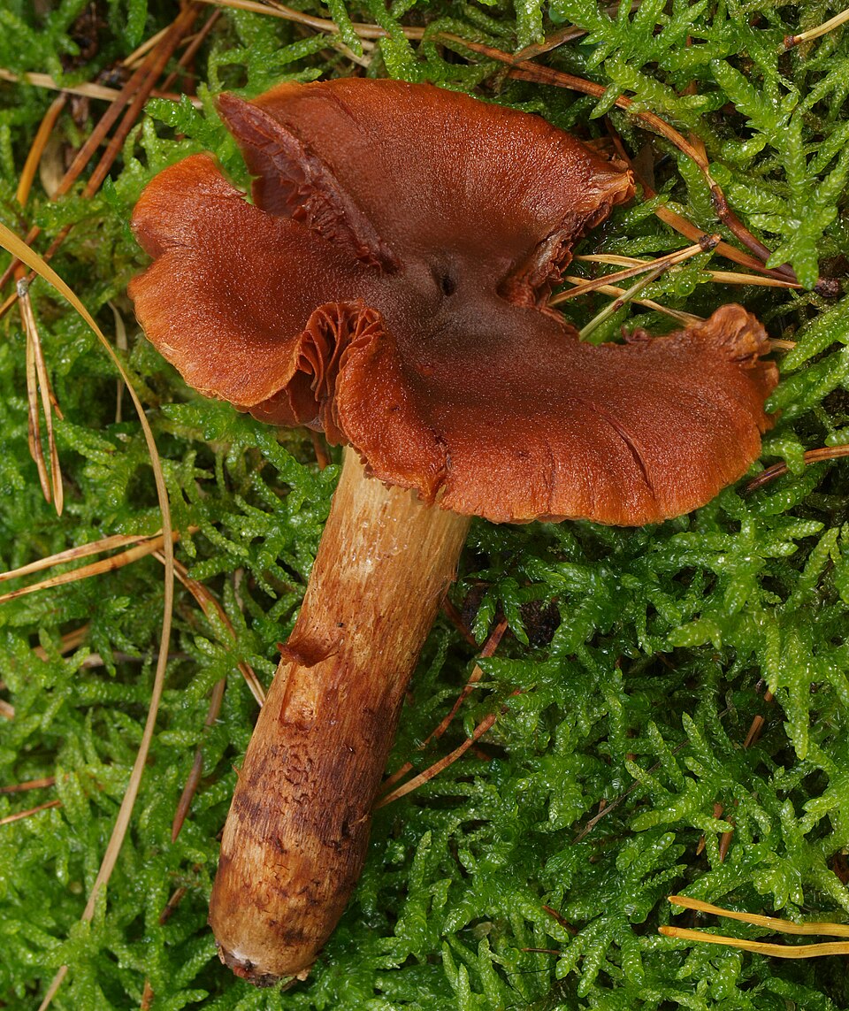 Zasłonak rudy (Cortinarius orellanus)