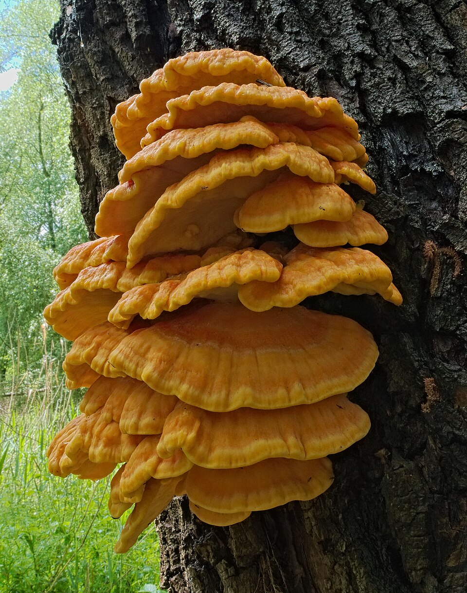 Żółciak siarkowy (Laetiporus sulphureus)